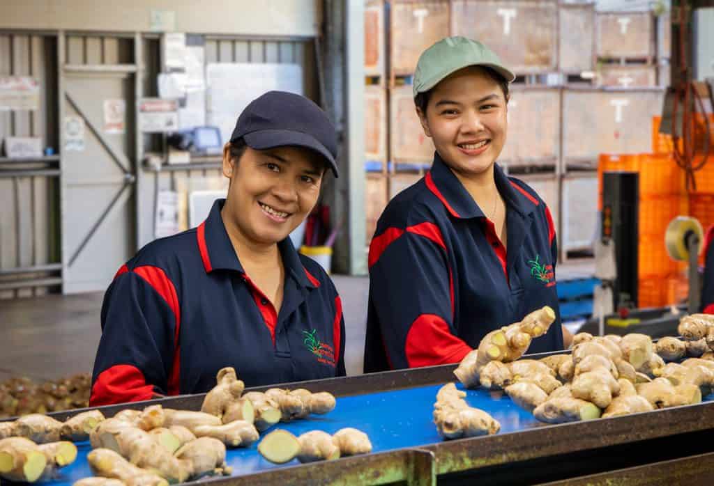Happy farm workers sorting ginger on a processing conveyor.