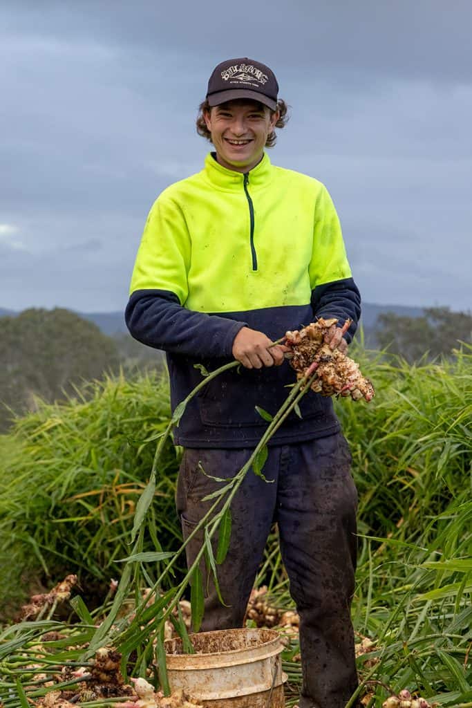 Young male farm worker harvesting fresh ginger in a lush green field with cloudy sky.