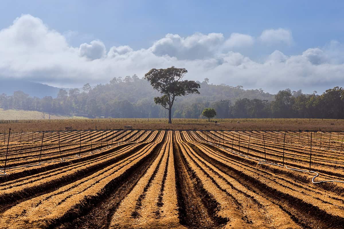 Irrigated agricultural farmland with irrigation lines, trees, and blue sky background.