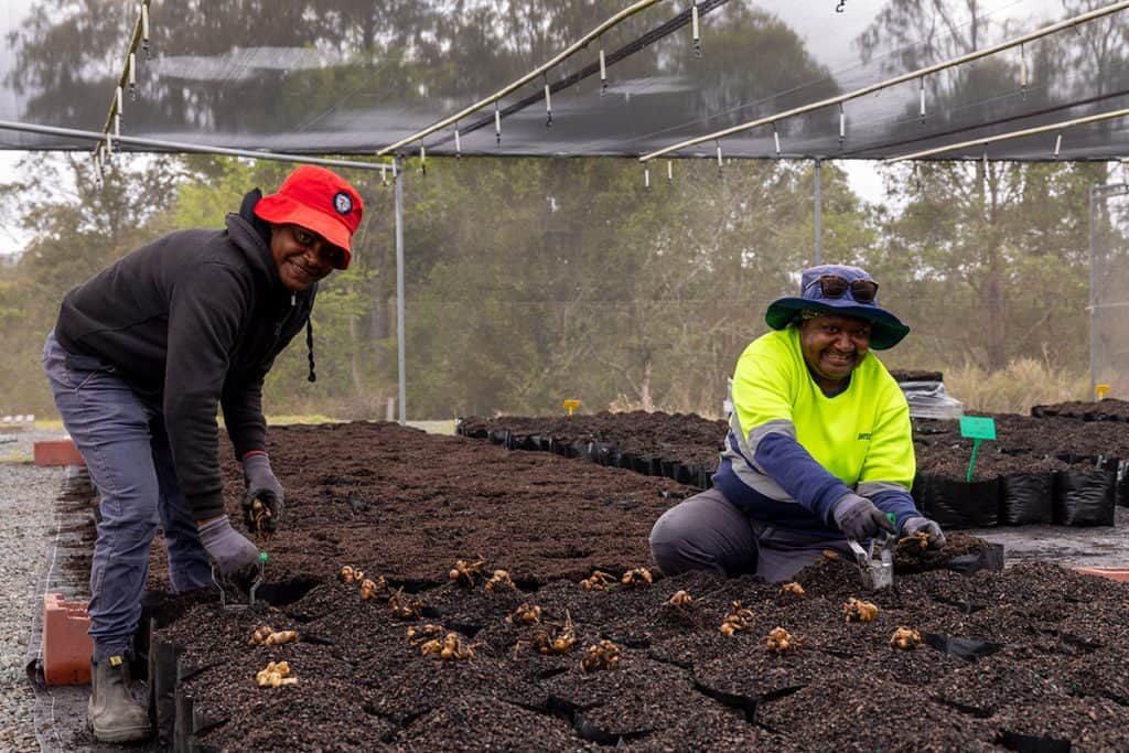 Close-up of farmers planting ginger roots in soil at a sustainable farm.