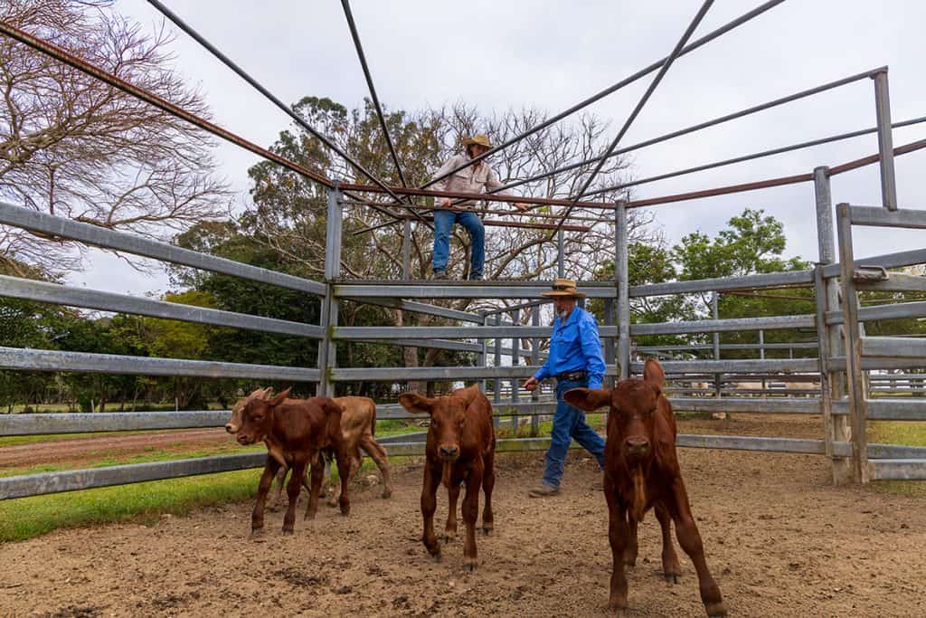 Cattle and calves in a farm pen at Templeton Farming Enterprises.